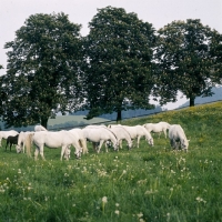 Picture of Lipizzaner mares and foals at piber