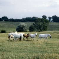 Picture of Lipizzaner mares and foals at monterotondo, italy,