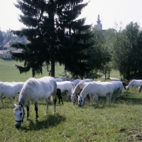 Picture of lipizzaner mares and foals at piber with church in background