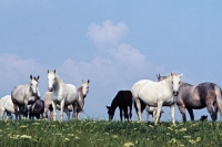 Picture of Lipizzaner mares and foals at Szilvasvarad