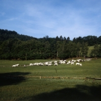 Picture of lipizzaner mares and foals at piber