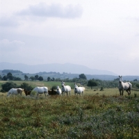 Picture of Lipizzaner mares and foals at monterotondo, italy,