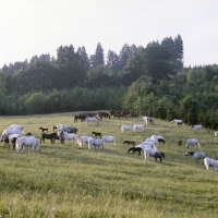 Picture of lipizzaner mares and foals at piber.