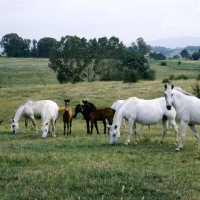 Picture of Lipizzaner mares and foals at monterotondo, italy,