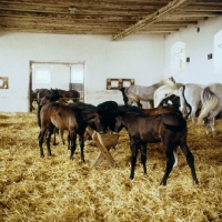 Picture of Lipizzaner mares and foals feeding in their ancient stable at piber