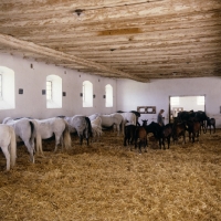 Picture of Lipizzaner mares and foals feeding in their ancient stable at piber