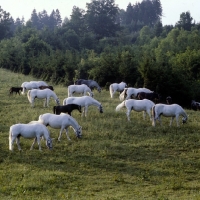 Picture of lipizzaner mares and foals in early morning light at piber