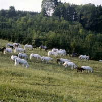 Picture of lipizzaner mares and foals in early morning light at piber