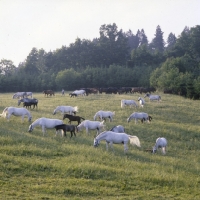 Picture of lipizzaner mares and foals in early morning light at piber