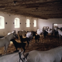 Picture of Lipizzaner mares and foals in their ancient stable at piber