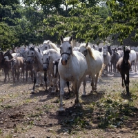Picture of Lipizzaner mares and foals leaving for pasture at lipica