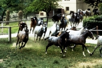 Picture of lipizzaner mares and foals leaving their stable at piber