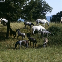 Picture of lipizzaner mares and foals milling about at lipica