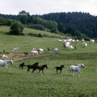 Picture of Lipizzaner mares and foals moving off in large group at piber