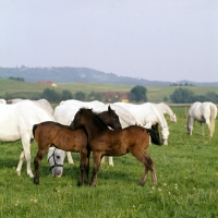 Picture of Lipizzaner mares and two foals mutual grooming at piber