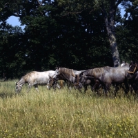 Picture of lipizzaner mares at lipica