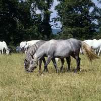 Picture of Lipizzaner mares at lipica