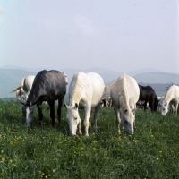 Picture of Lipizzaner mares, foals in background at szilvasvarad