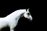 Picture of lipizzaner on black background