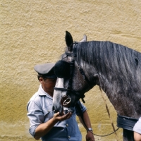 Picture of lipizzaner receiving reward from driver, piber