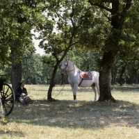 Picture of Lipizzaner stallion and rider resting in the shade at lipica