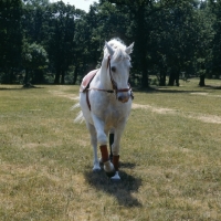 Picture of Lipizzaner stallion at Lipica on long rein before display