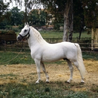 Picture of Lipizzaner stallion at monterotondo, italy