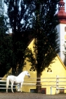 Picture of lipizzaner stallion at piber