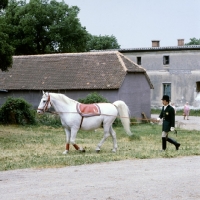 Picture of lipizzaner stallion on long rein with horseman prior to a display at lipica