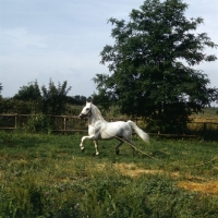 Picture of Lipizzaner stallion on lunge at Monterotondo