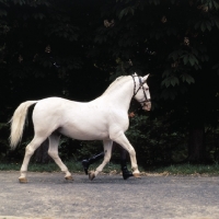 Picture of Lipizzaner stallion, Pluto XXV11 trotting past with handler at szilvasvarad