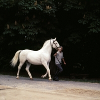 Picture of Lipizzaner stallion, Pluto XXV1 trotting past with handler at szilvasvarad