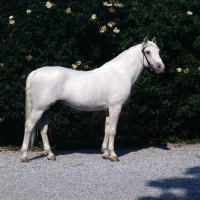 Picture of Lipizzaner stallion, Siglavy Gaeta 1, at lipica