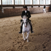 Picture of lipizzaner stallions in display at lipica