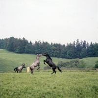 Picture of lipizzaners and austrian half bred colts in a mock fight at piber