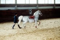 Picture of lipizzaners and handler in Great Riding Hall giving a display at lipica