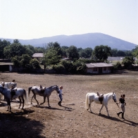 Picture of Lipizzaners and riders at lipica