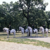 Picture of Lipizzaners and riders awaiting start of display at lipica
