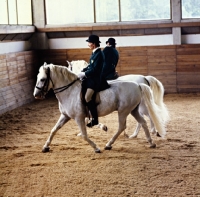 Picture of Lipizzaners and riders in display in Great Riding Hall at Lipica