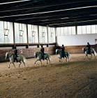 Picture of Lipizzaners and riders in display at Lipica
