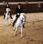 Picture of lipizzaners and riders in Great Riding Hall during display at lipica