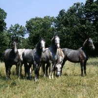 Picture of lipizzaners at lipica