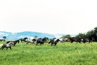 Picture of lipizzaners at wilhelm, piber