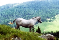 Picture of lipizzaners colt at stub alm, piber