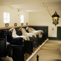 Picture of Lipizzaners in stalls at lipica