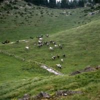 Picture of Lipizzaners streaming across hillside on their summer pasture at stubalm, piber