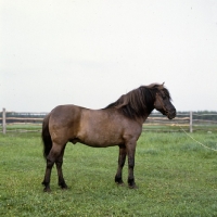 Picture of lis, konik pony stallion in poland