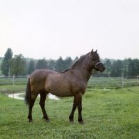 Picture of Lis, Konik pony stallion in poland