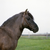 Picture of lis, konik stallion in poland
