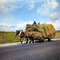 Picture of lithuanian heavy draught horses in harness pulling hay waggon 